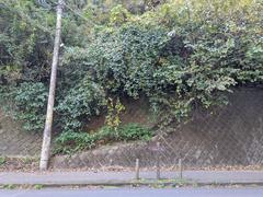 Stone stairs leading to an abandoned house surrounded by dense greenery in Kamakura