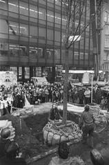 Trees planted on Weesperplein in Amsterdam after metro completion with the first tree on the square