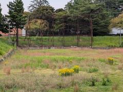 Abandoned sports fields at Komazawa 1chome-1 with overgrown grass and unused sports facilities under a blue sky