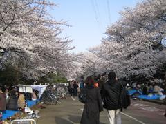 Cheerful spring scene of Komazawa Olympic Park during cherry blossom viewing with people enjoying hanami in full bloom