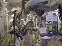 First hall of the Zoological Museum in Saint Petersburg