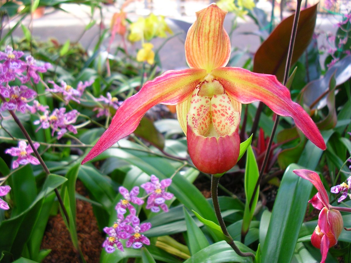 Orchid flower at Atlanta Botanical Garden orchid house