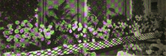 Jessie L. Seal of Napa at the 1927 Dahlia Show at the Palace Hotel
