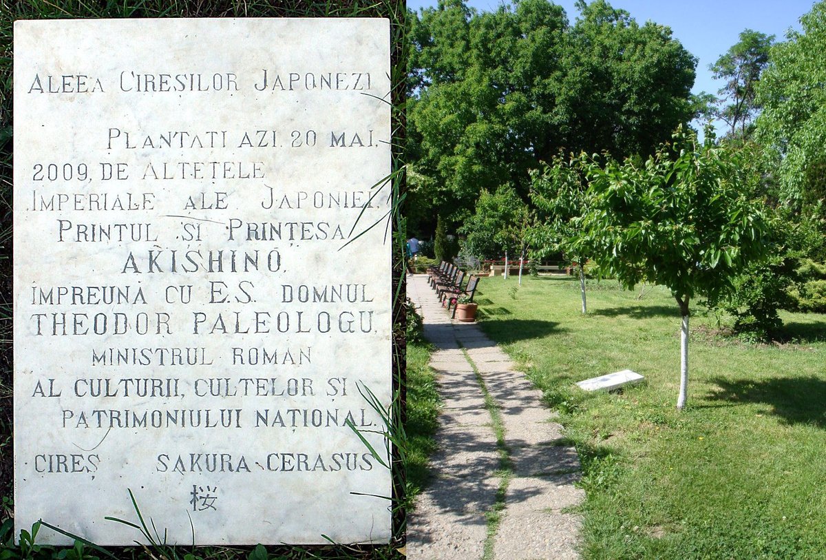 Alley of Japanese cherry trees in bloom at Herăstrău Park, Bucharest