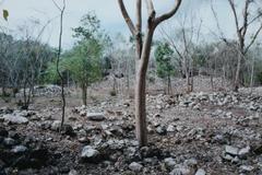 Post-Classic Maya city ruins in Uxmal, Yucatan, Mexico