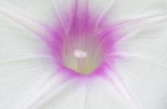 Ipomoea aquatica plant growing in Quebec city, Quebec, Canada