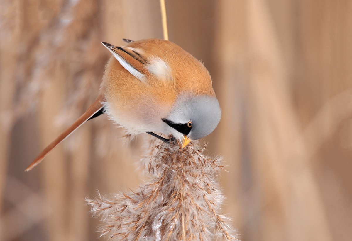 Bearded reedling eating seeds in winter on a reed