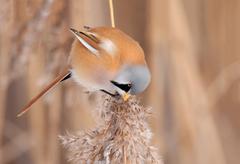 Bearded reedling eating seeds in winter on a reed