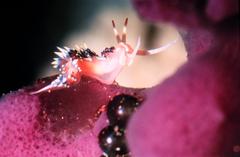 Nudibranch Caloria indica on purple sponge underwater at University of Hawaii Institute of Marine Biology