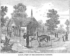 First page of 'The Lama' article from The Dublin Penny Journal, Volume 4, 1836