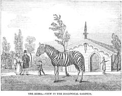 Black and white illustration of a zebra standing in a zoo enclosure from 1836