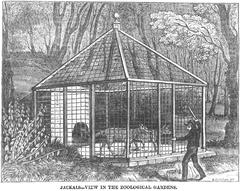 Illustrative engraving of jackals in a zoological garden from a 19th century zoology article
