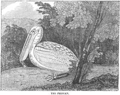 Illustration of pelicans from 1836