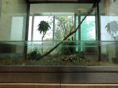 Formicarium exhibit at the Exotarium in Frankfurt Zoo showing an ant colony habitat