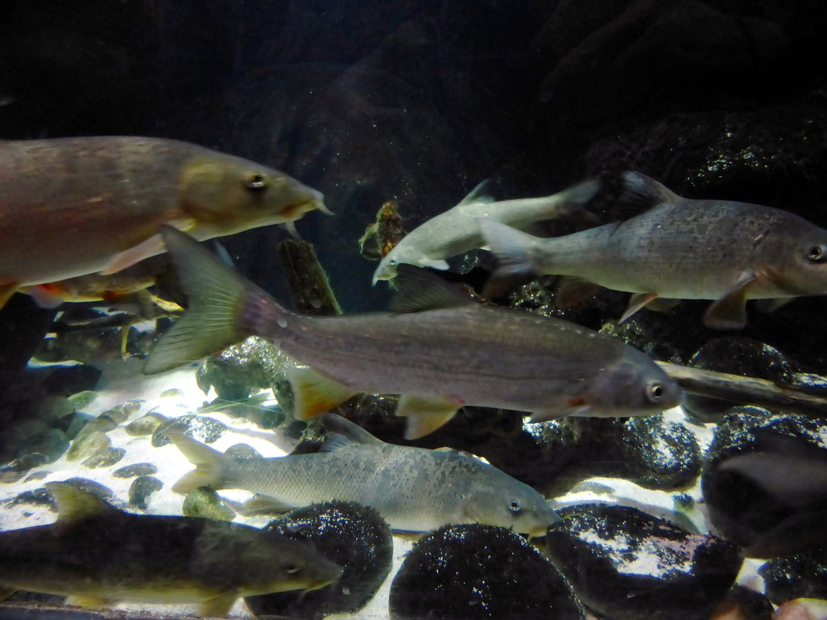 Photo of a Sterlet Sturgeon fish in an aquarium