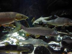 Photo of a Sterlet Sturgeon fish in an aquarium