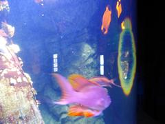 Colorful Anthias anthias fish underwater in sea life Munich