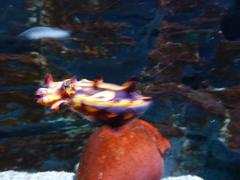 Ascarosepion pfefferi sea creature in aquarium