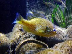 Golden crucian carp swimming in an aquarium