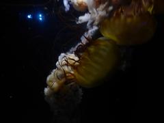 Chrysaora fuscescens jellyfish in water