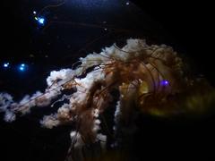 Jellyfish in sea life Munich aquarium