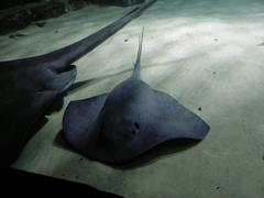 Blue Pacific Manta Ray swimming underwater
