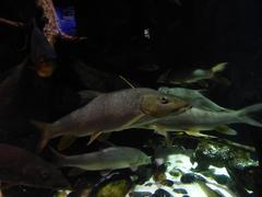 Sterlet sturgeon fish in Sea Life Munich aquarium