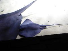 Blue spotted stingray swimming in water