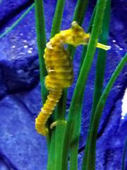 Close-up of a Hippocampus comes seahorse underwater at Sea Life Munich