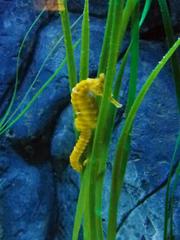 Close-up of a vibrant orange seahorse in sea life Munich aquarium