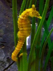 Close-up of a vibrant Hippocampus comes seahorse in sea life Munich