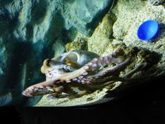 Common octopus underwater in sea life Munich