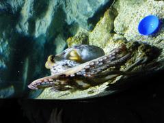 Common octopus underwater in the sea