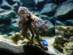 Common octopus in an aquarium at Sea Life Munich