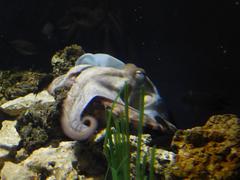 Common octopus in natural underwater habitat