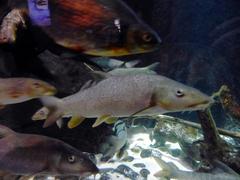 Sterlet fish swimming in aquarium at Sea Life Munich