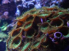 Close-up of Krustenanemone coral in Sea Life München aquarium