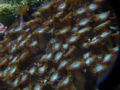 Close-up of Krustenanemone (Parazoanthus axinellae) at Sea Life Munich