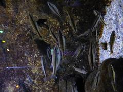 European minnow swimming in water