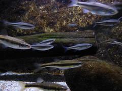 Small freshwater fish swimming in clear water