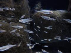 Scardinius erythrophthalmus fish in water, Munich sea life