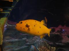 Pearlspotted pufferfish swimming in aquarium at Sea Life Munich