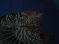 Red lionfish swimming underwater