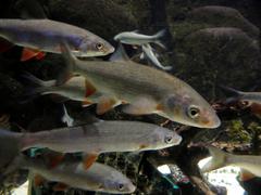 European Sterlet Sturgeon fish in an aquarium at Sea Life Munich