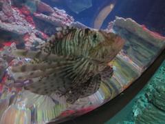 Red lionfish with long spines swimming in the sea