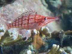 Long-snouted coral hawkfish resting on coral