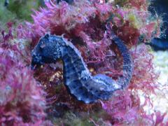 Close-up of a seahorse with intricate details in an aquarium