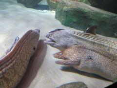 Group of moray eels underwater