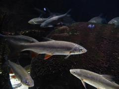 Acipenser ruthenus fish underwater in Sea Life Munich