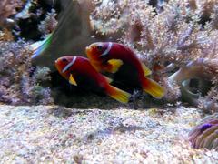 Clownfish swimming among sea anemones